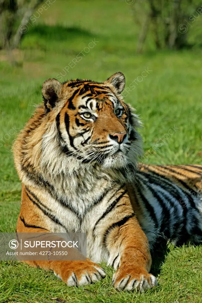 Sumatran Tiger, Panthera Tigris Sumatrae, Adult Laying On Grass