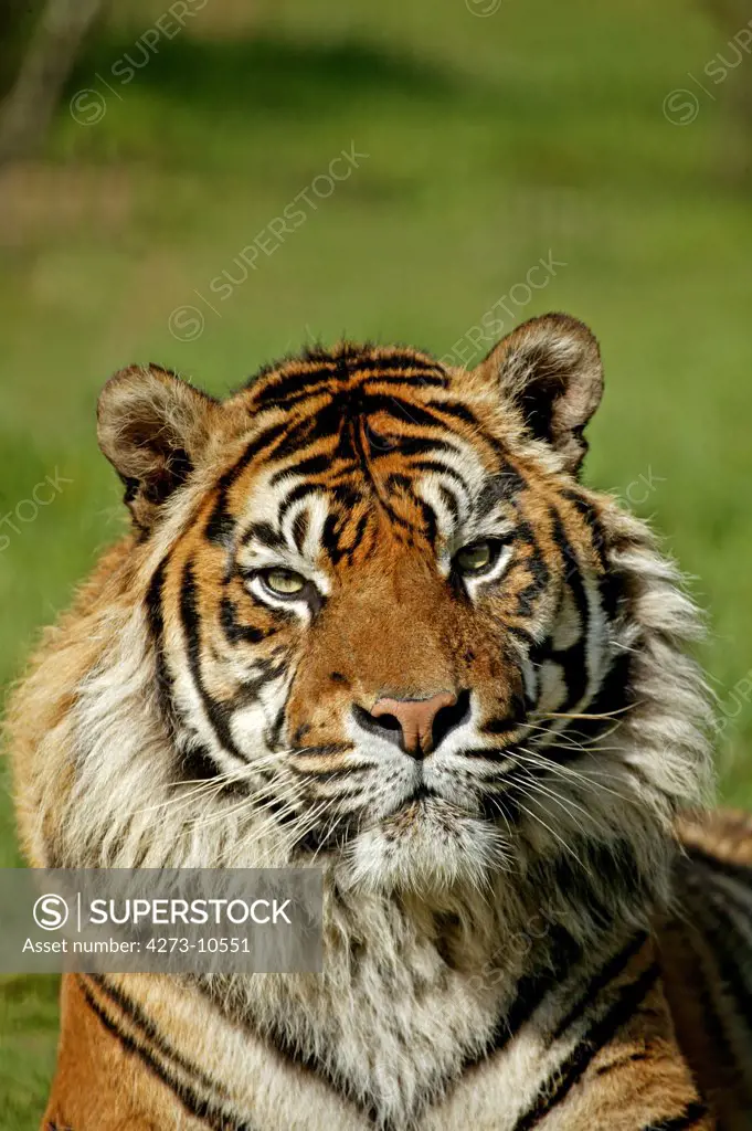 Sumatran Tiger, Panthera Tigris Sumatrae, Portrait Of Adult
