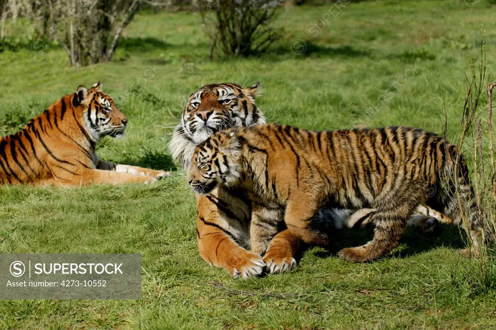 Sumatran Tiger Panthera Tigris Sumatrae, Female With Cub
