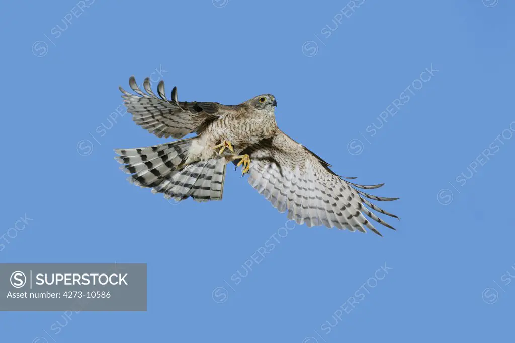European Sparrowhawk Accipiter Nisus, Adult In Flight