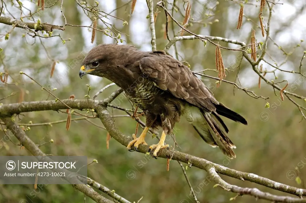 Common Buzzard, Buteo Buteo, Adult Standing On Branch, Normandy