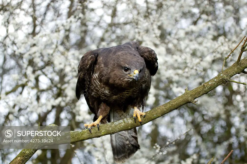 Common Buzzard, Buteo Buteo, Adult Standing On Branch, Normandy