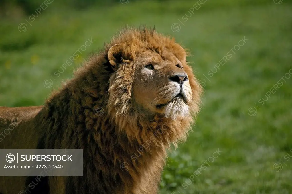 African Lion Panthera Leo, Portrait Of Young Male
