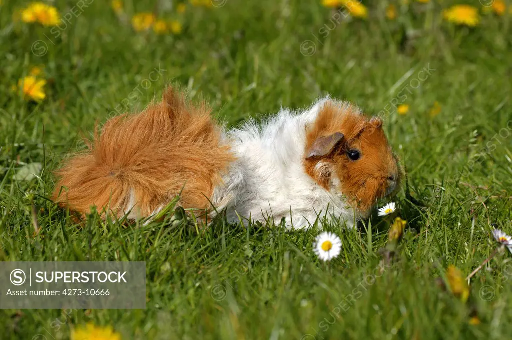 Guinea Pig Cavia Porcellus, Adult With Flowers