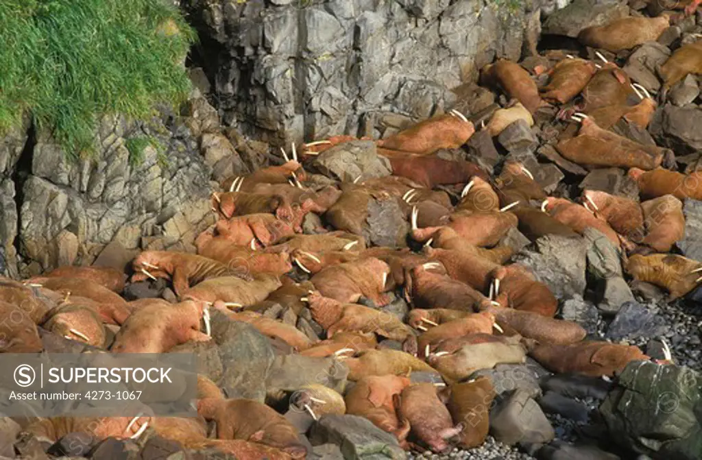 Walrus Group Odobenus Rosmarus Laying Down On Rocks, Round Island In Alaska