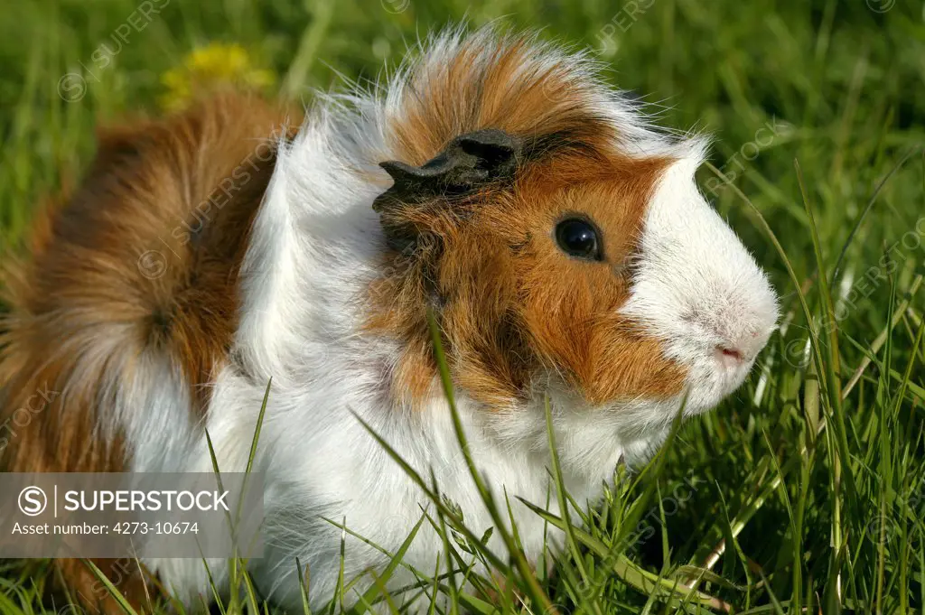 Guinea Pig Cavia Porcellus, Adult Standing On Grass