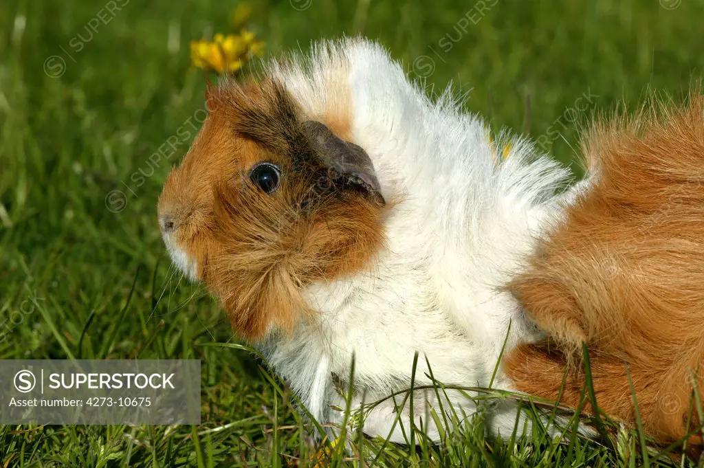 Guinea Pig Cavia Porcellus, Adult Standing On Grass