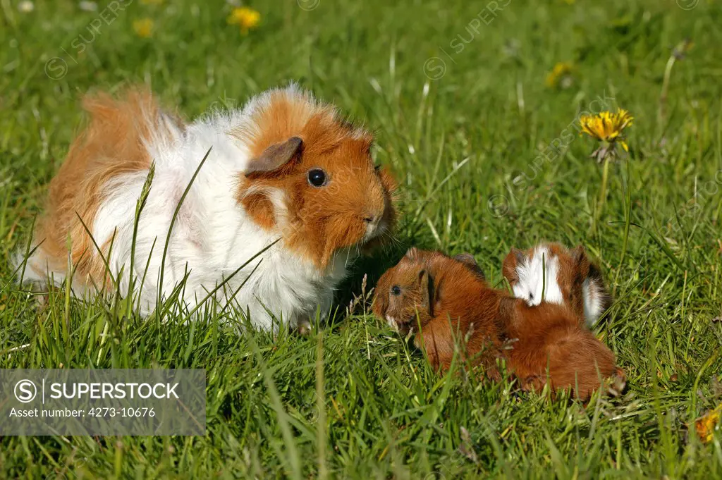Guinea Pig Cavia Porcellus, Mother With Youngs
