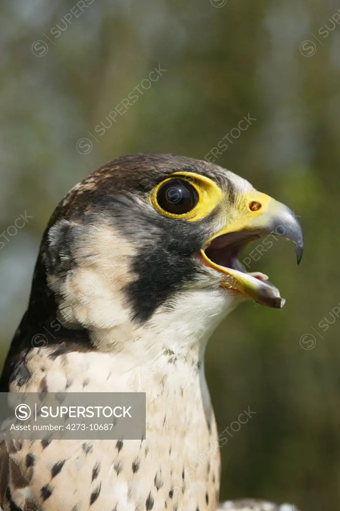 Peregrine Falcon Falco Peregrinus, Portrait Of Adult Calling Out, Normandy In France