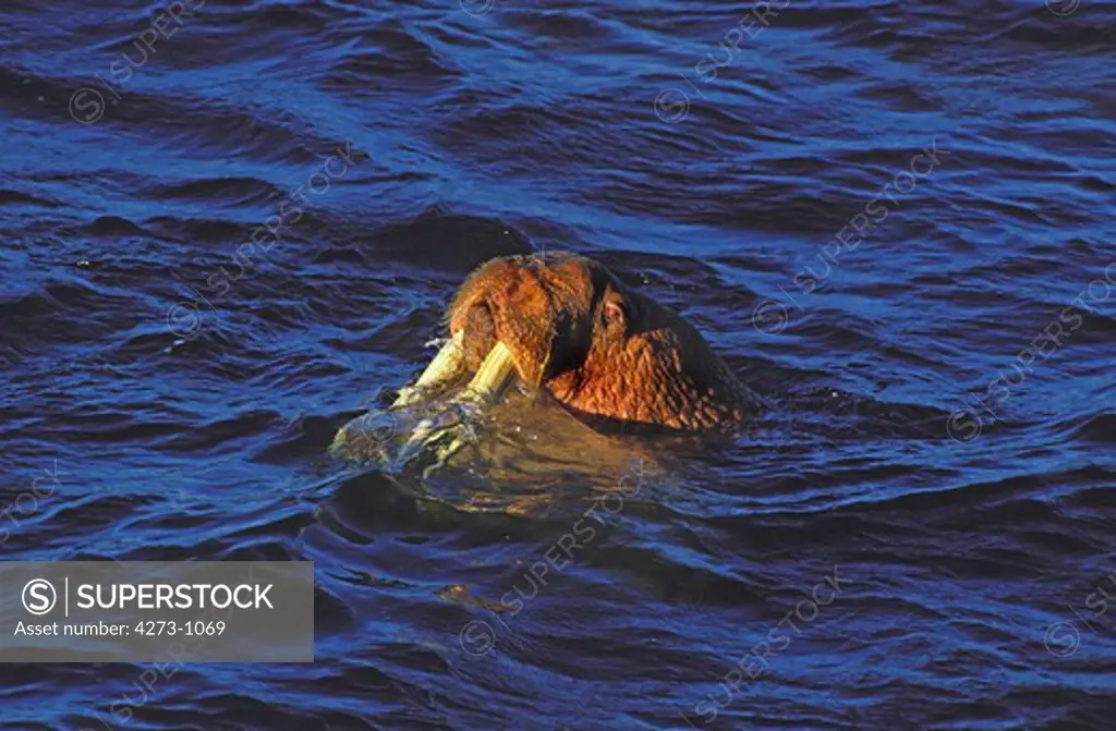 Head Of Walrus Odobenus Rosmarus Emerging From Water,  Round Island In Alaska