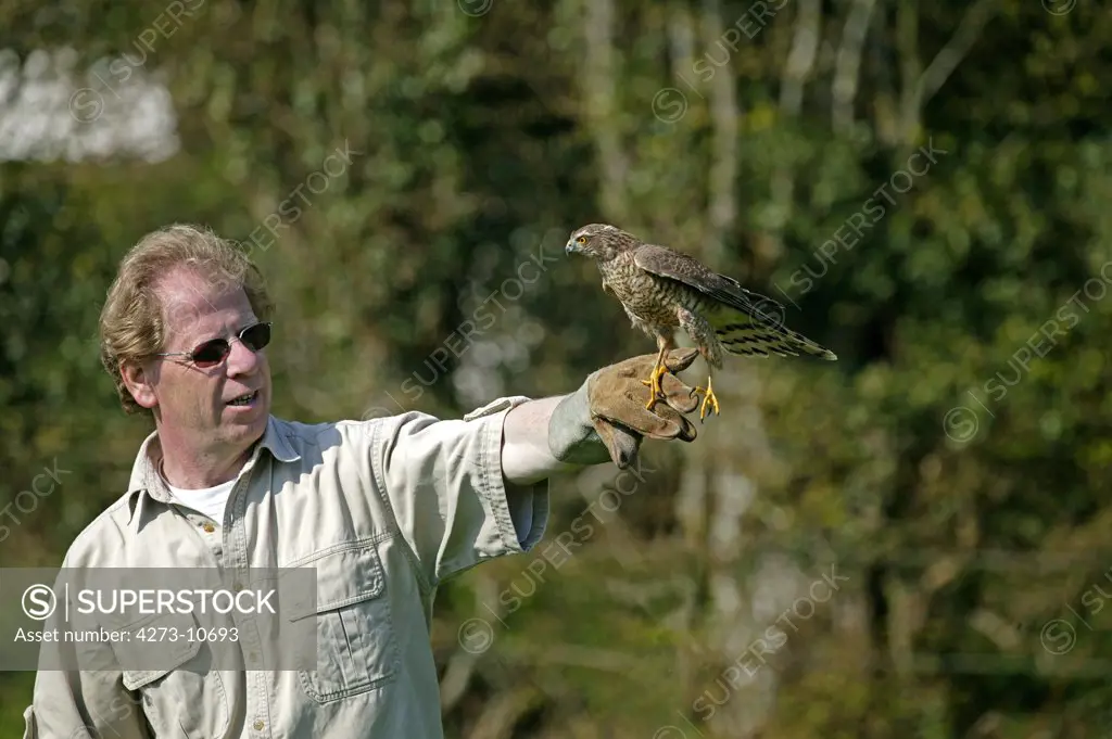 Man Reintroducing Bird To Nature, European Sparrowhawk, Accipiter Nisus, Dame Blanche Wildlife Proctection Center In Normandy