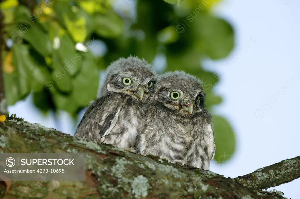 Little Owl, Athene Noctua, Young Standing On Branch, Normandy