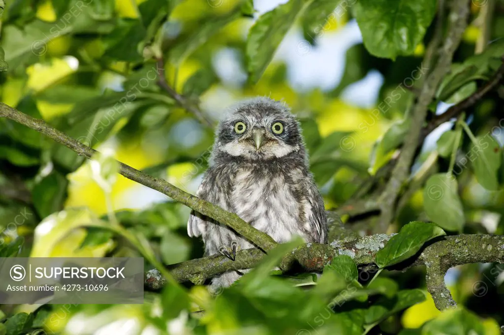 Little Owl, Athene Noctua, Young Standing On Branch, Normandy