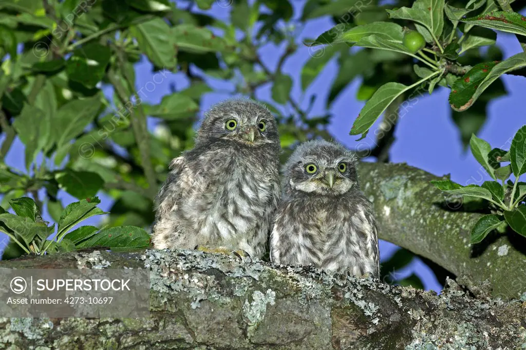 Little Owl Athene Noctua, Chik Standing On Branch Near Nest, Normandy In France