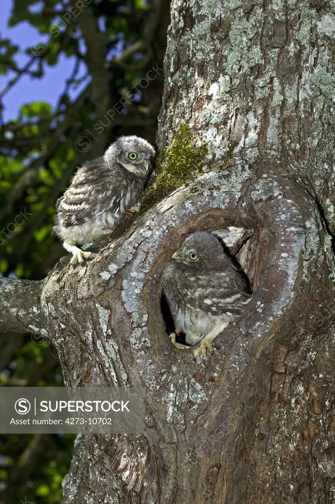 Little Owl, Athene Noctua, Young Standing At Nest Entrance, Normandy