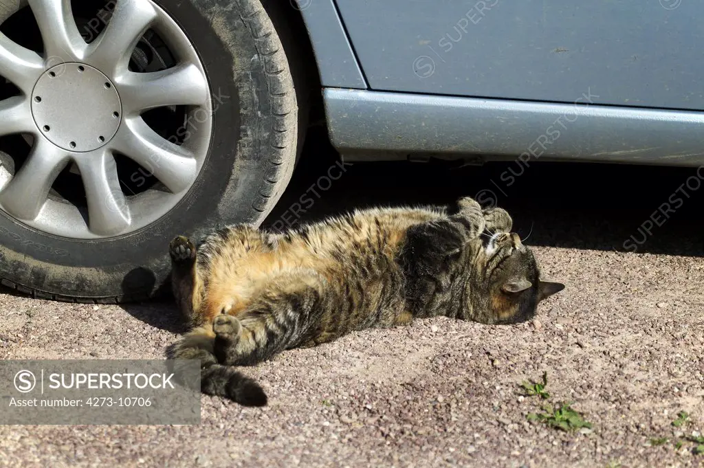 Cat Next To Car Wheel