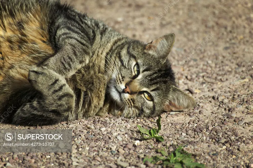 Brown Tabby Domestic Cat, Adult Rolling