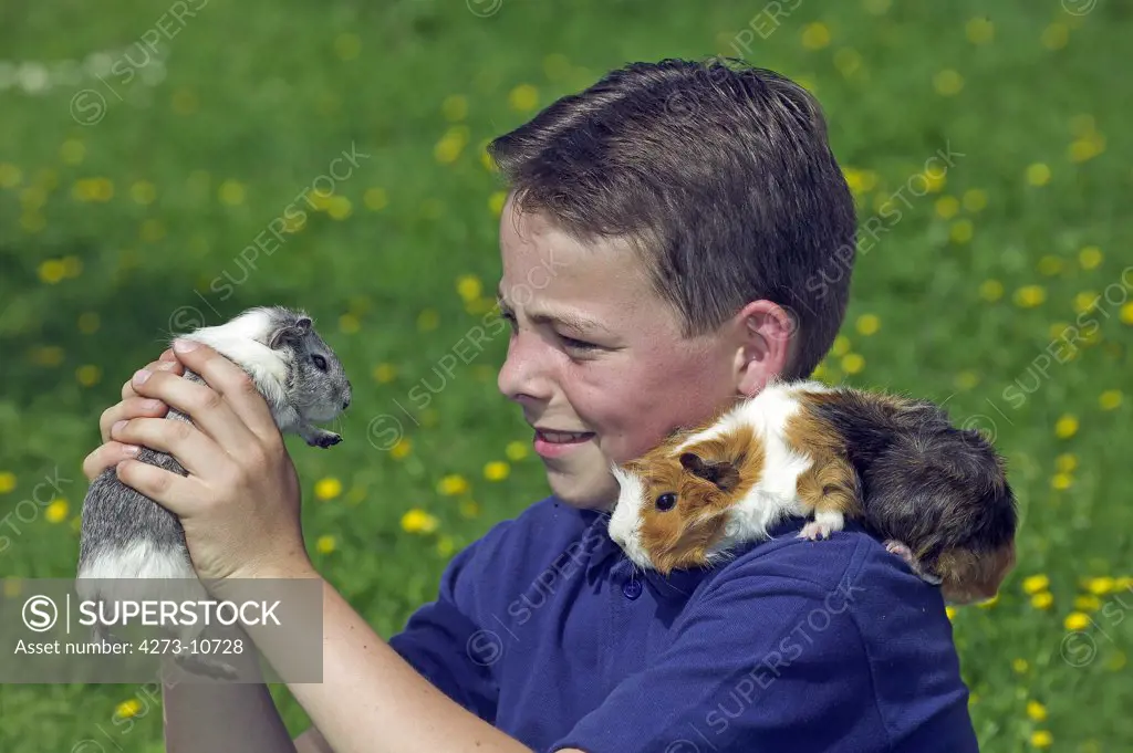 Boy With Guinea Pig, Cavia Porcellus