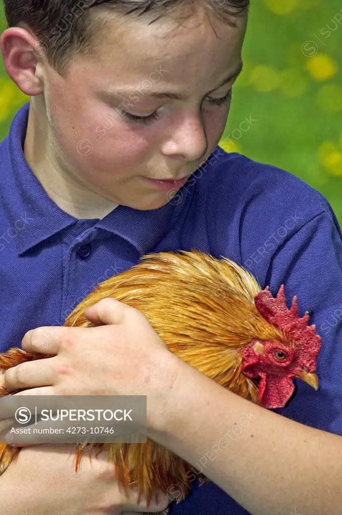 Boy Holding A Cockerel