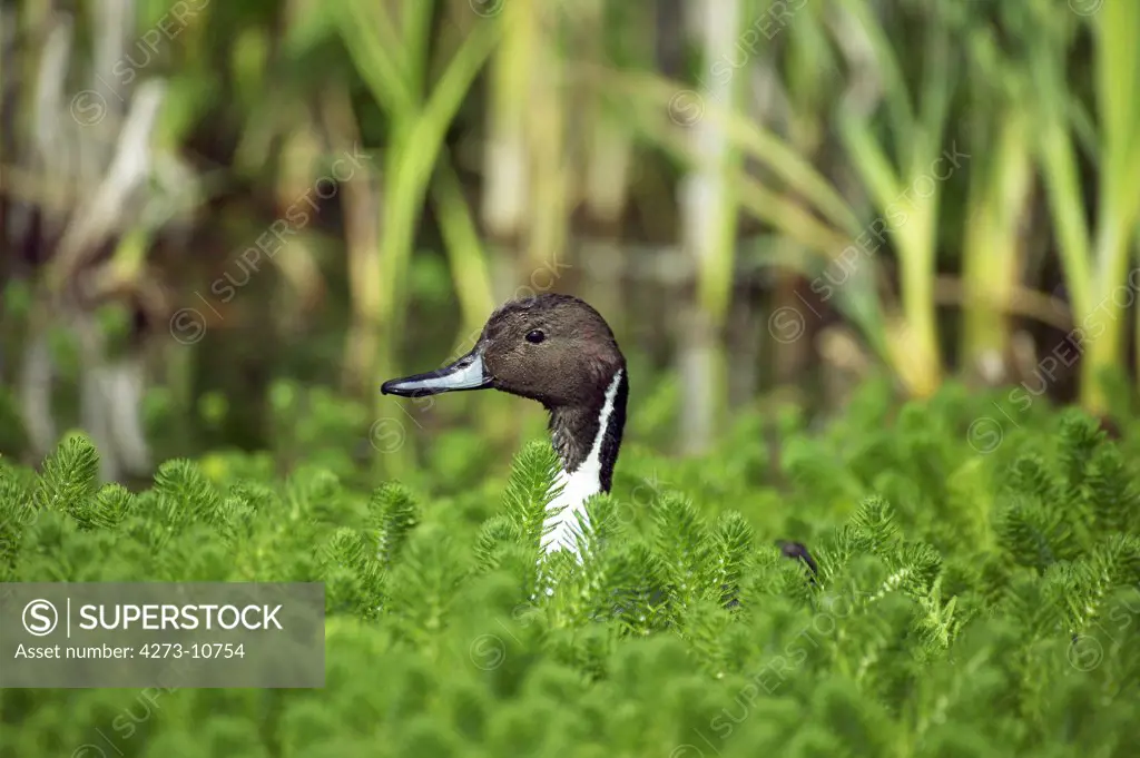 Northern Pintail, Anas Acuta, Adult Standing In Pond, Normandy