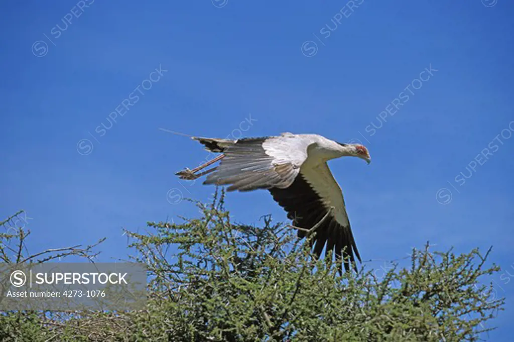Secretary Bird Sagittarius Serpentarius Flying Above Its Nest Against Blue Sky
