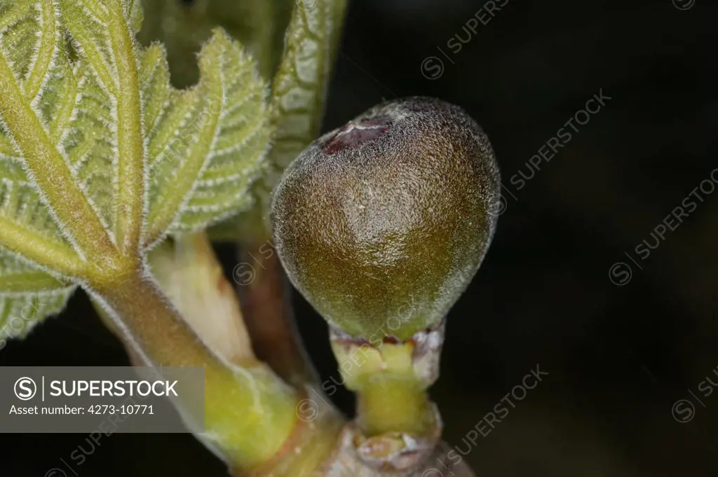 Fig Tree, Close-Up Of Young Fruit