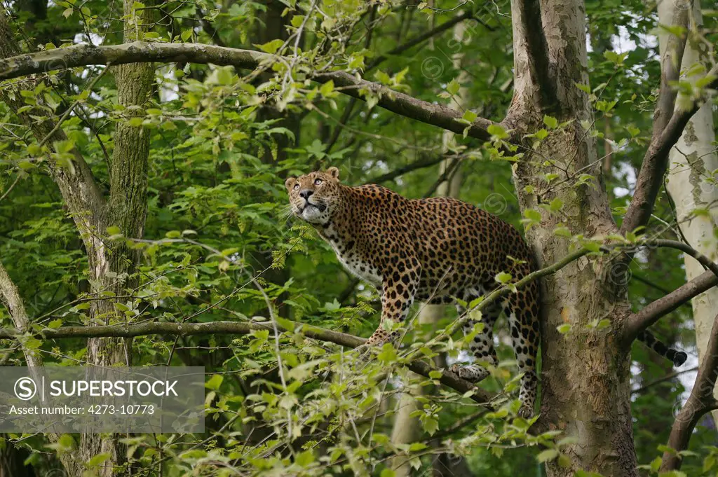 Sri Lankan Leopard Panthera Pardus Kotiya, Adult Perched In Tree, Looking Out