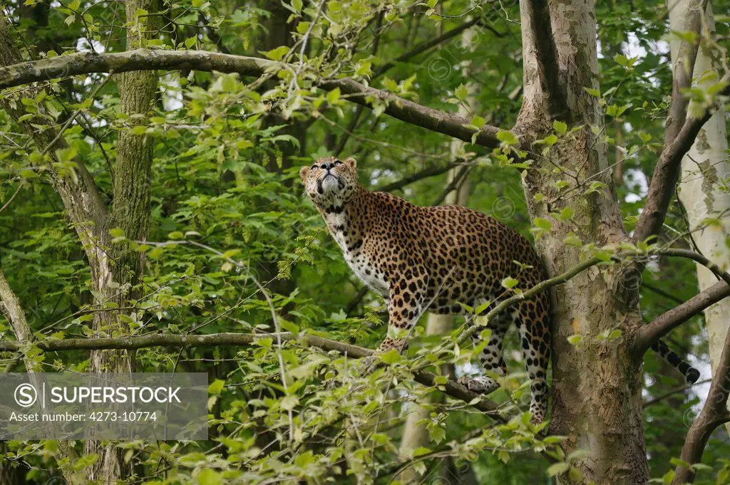 Sri Lankan Leopard Panthera Pardus Kotiya, Adult Standing In Tree