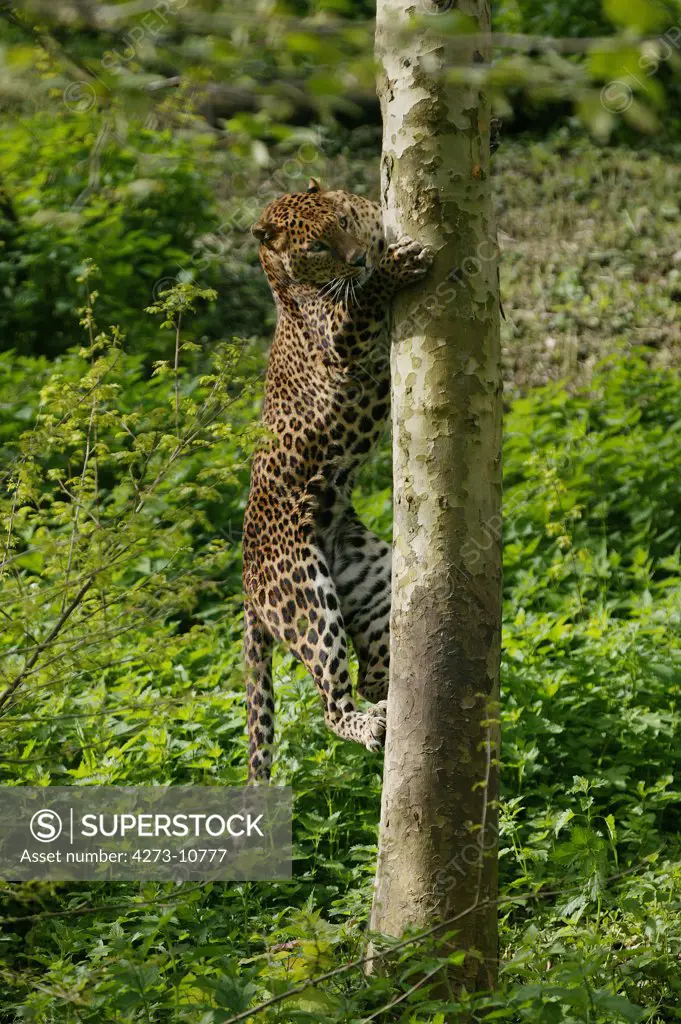 Sri Lankan Leopard, Panthera Pardus Kotiya, Adult Climbing Tree Trunk