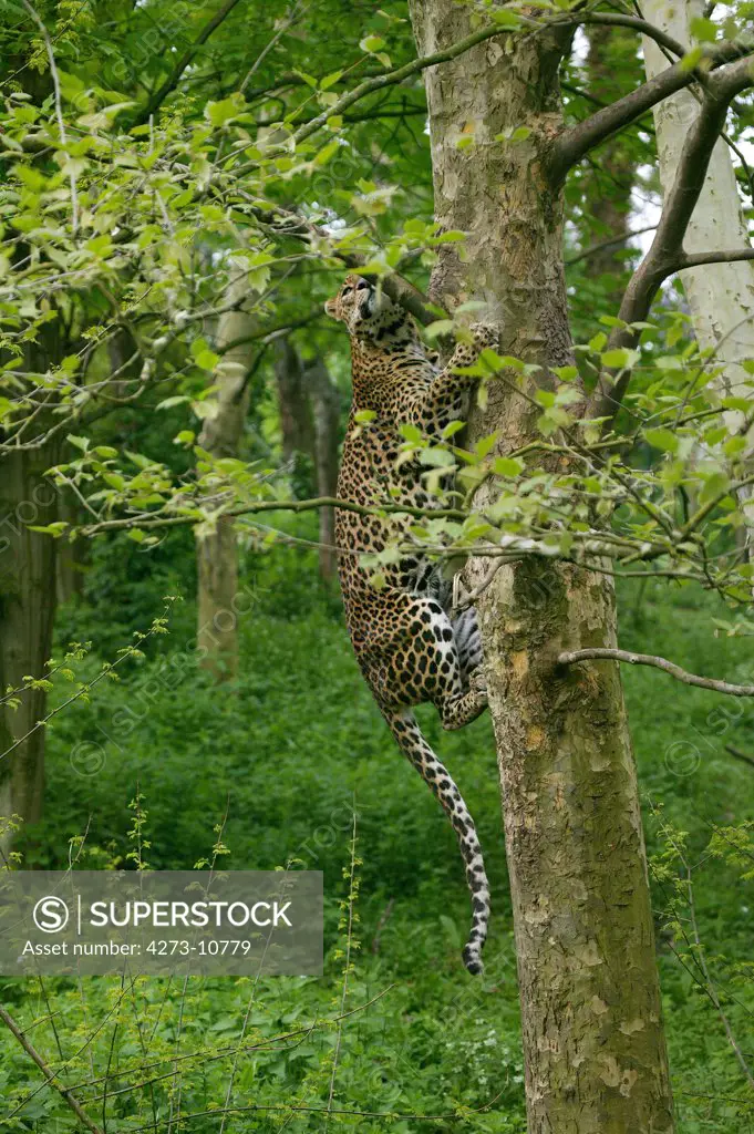 Sri Lankan Leopard Panthera Pardus Kotiya, Adult Climbing Tree Trunk