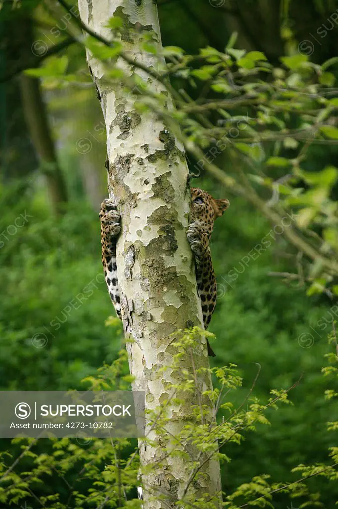 Sri Lankan Leopard Panthera Pardus Kotiya, Adult Climbing Tree Trunk, Camouflaged