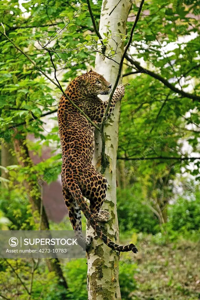 Sri Lankan Leopard Panthera Pardus Kotiya, Adult Climbing Tree Trunk