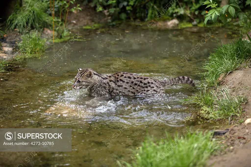 Fishing Cat Prionailurus Viverrinus, Adult Standing In Water
