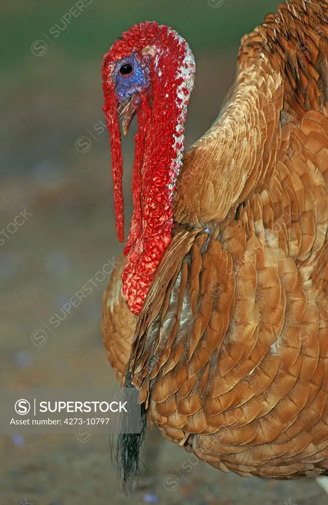 Ardennes Red Turkey, A French Breed, Male  107803 Gerard Lacz