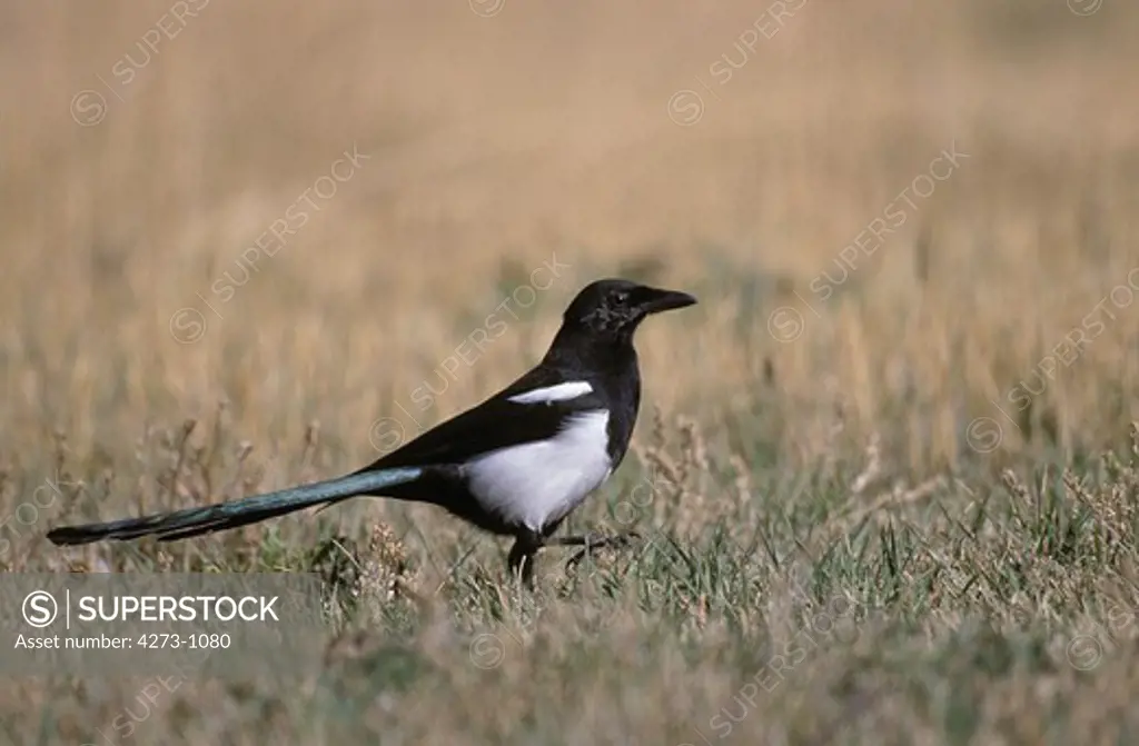 Black Billed Magpie Pica Pica Walking On Grass