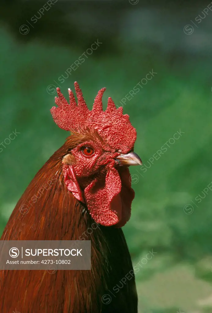 Rhode Island Domestic Chicken, Portrait Of Cockerel
