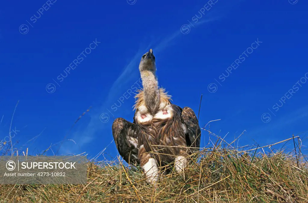 Eurasian Griffon Vulture, Gyps Fulvus, Adult Against Blue Sky