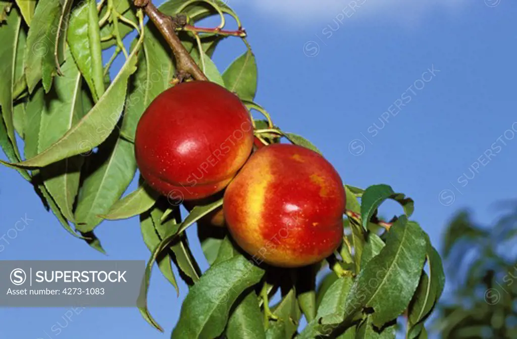 Branch With Nectarine Fruits