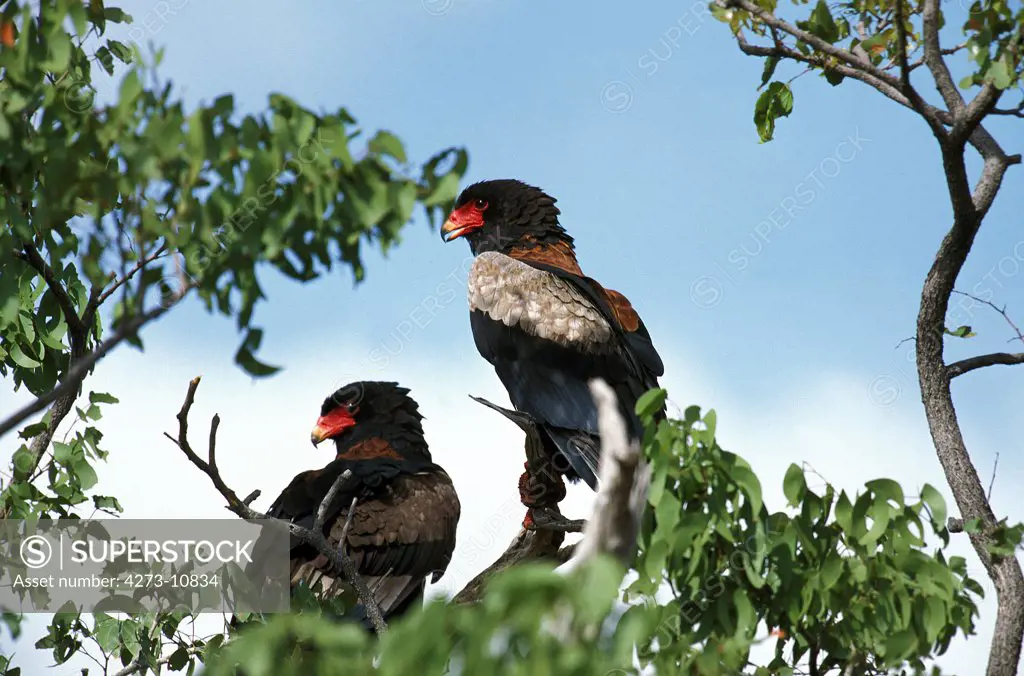 Bateleur Eagle, Terathopius Ecaudatus, Pair Standing In Tree, Namibia