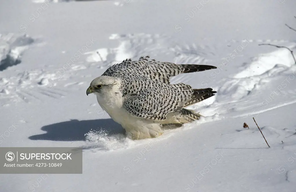 Gyrfalcon Falco Rusticolus, Adult Standing In Snow, Canada