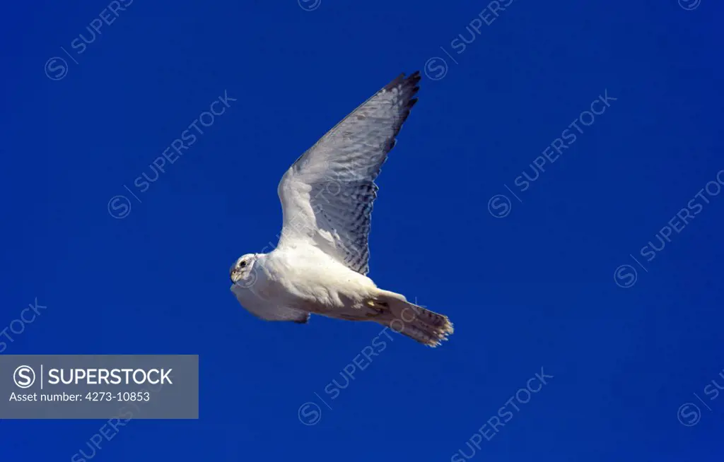 Gyrfalcon Falco Rusticolus, Adult In Flicht, Canada
