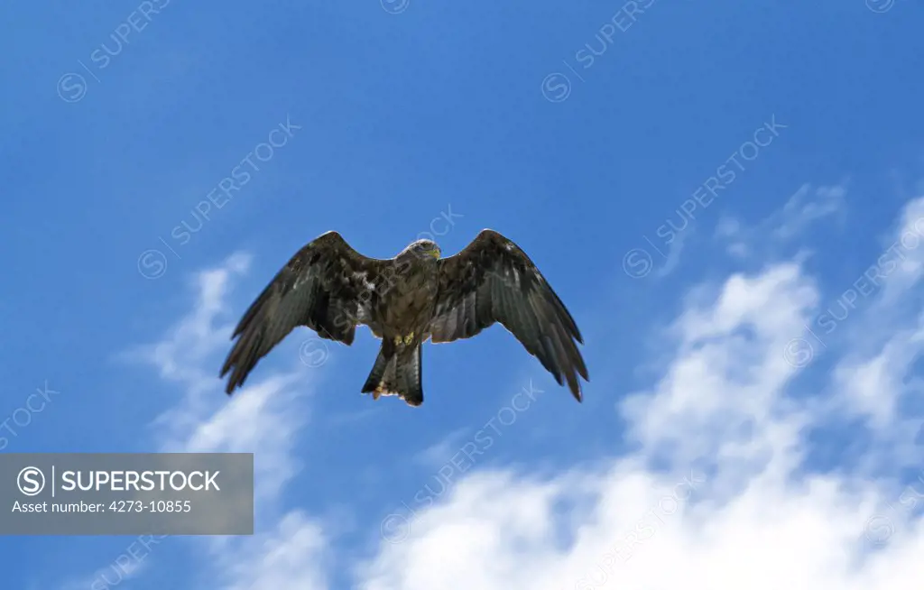 Black Kite, Milvus Migrans, Adult In Flight, Tanzania