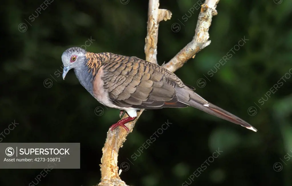 Bar-Shouldered Dove, Geopelia Humeralis, Adulte Standing On Branch, Australia