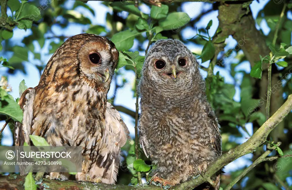 Eurasian Tawny Owl, Strix Aluco, Adult With Young, Normandy