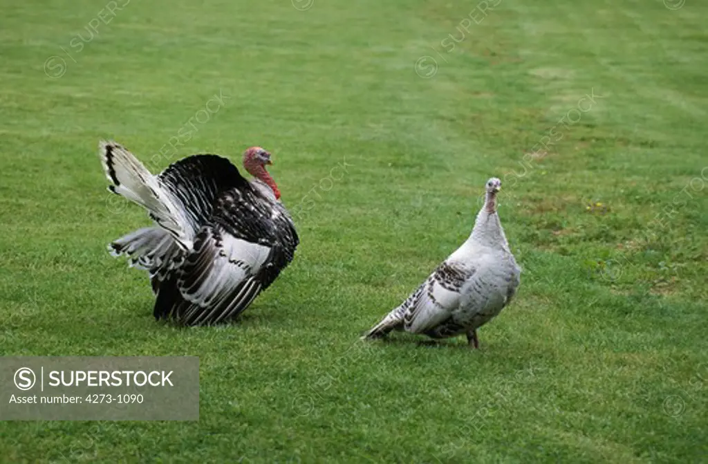 Royal Turkey, Male And Female On Grass