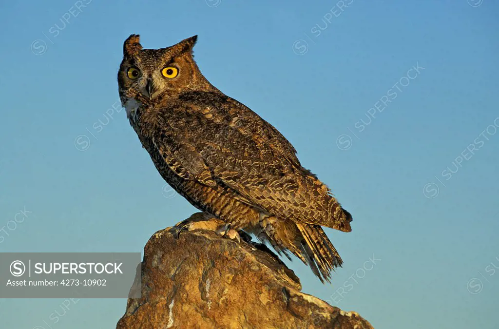 Great Horned Owl, Bubo Virginianus, Adult Standing On Rock Against Blue Sky