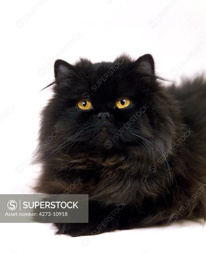 Black Persian Domestic Cat, Adult Against White Background