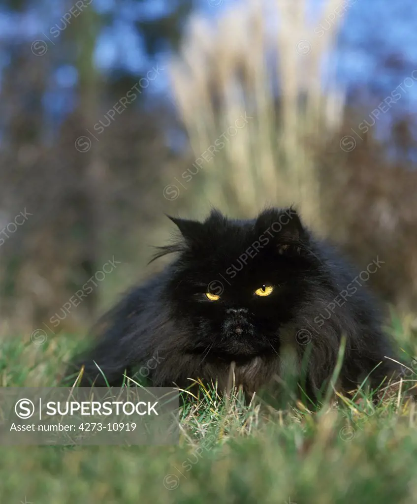 Black Persian Domestic Cat, Adult Laying On Grass