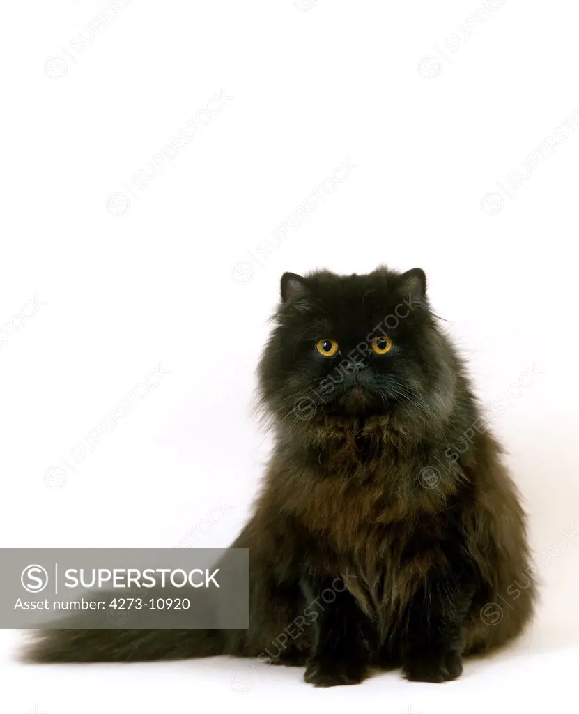 Black Persian Domestic Cat, Adult Sitting Against White Background
