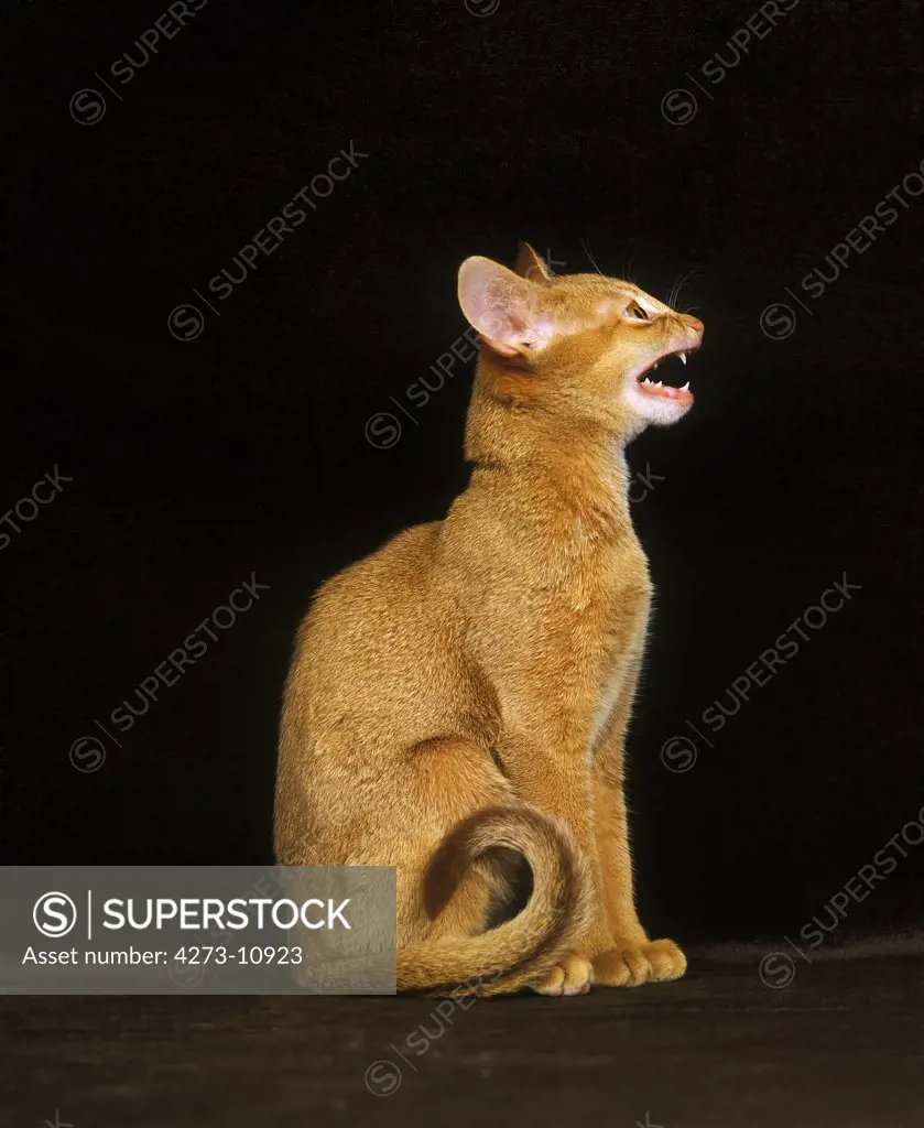 Red Abyssinian Domestic Cat, Adult Meowing Against Black Background